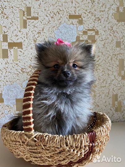 Щенята девочки