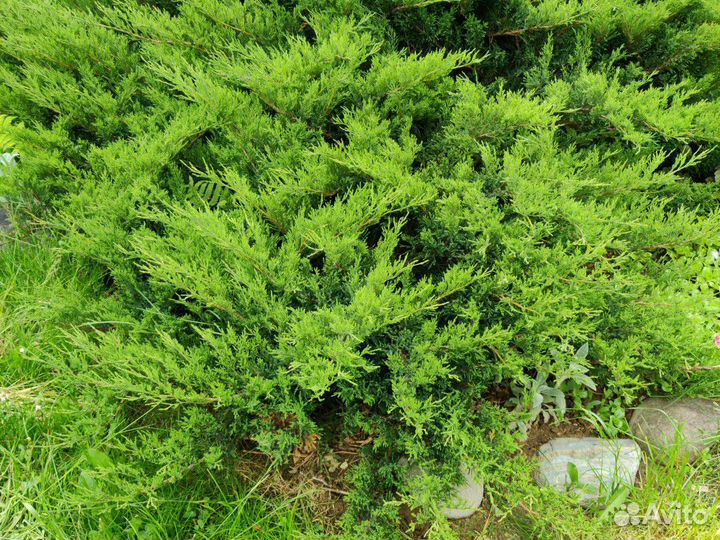 Можжевельник казацкий