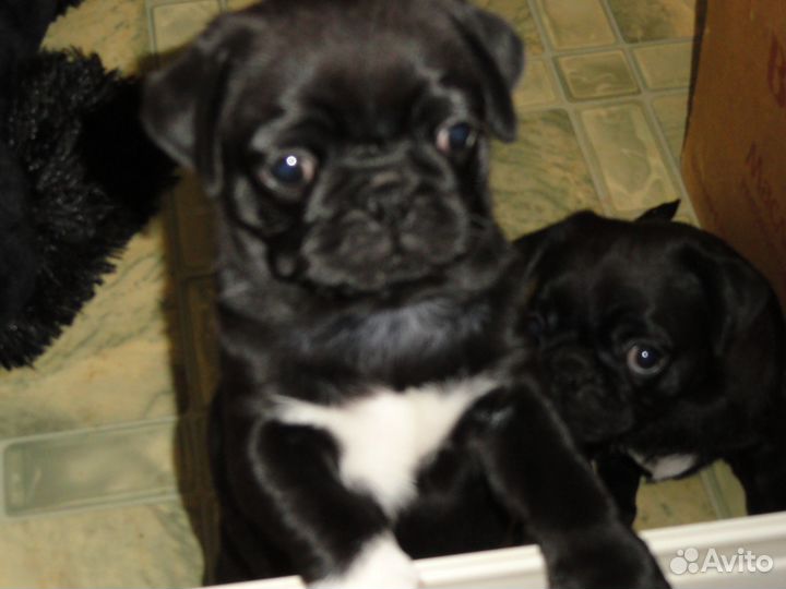 Щенок мопса черный. Девочка. 15.01.24