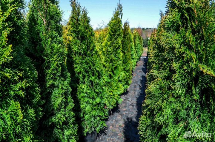 Туи западные