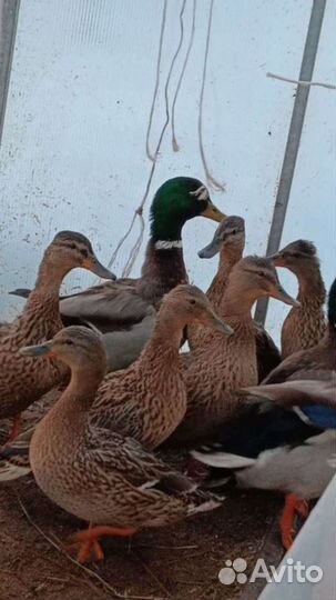 Дикие селезни