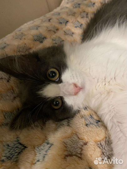 Молодая кошечка-антистресс ищет дом