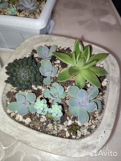 Мини садики