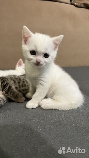 Кошка в дар