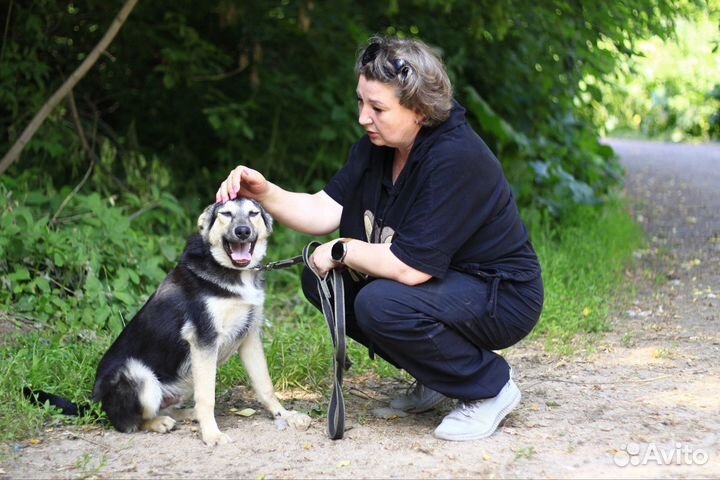 Собака ищет дом