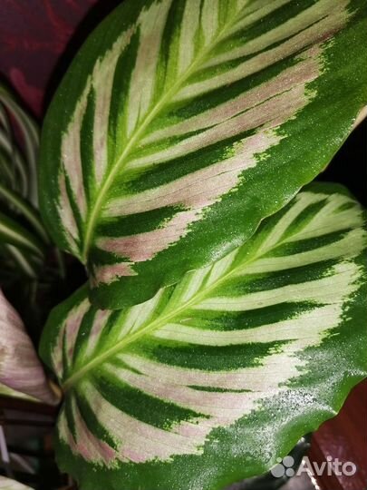 Калатея павлин