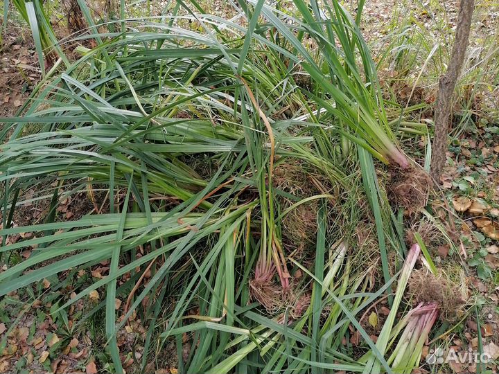 Ирис болотный жёлтый