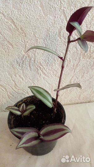 Традесканция зебрина и колонхое