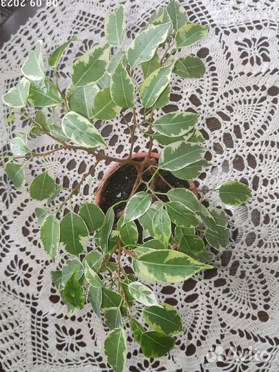 Фикус бенджамина плетеный