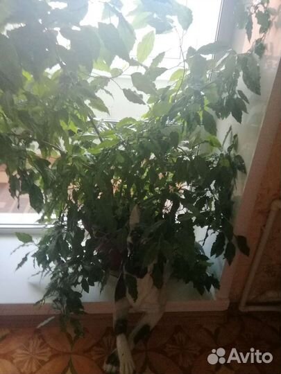 Гибискус китайская роза