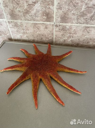 Морская звезда