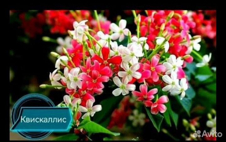 Комнатные цветы