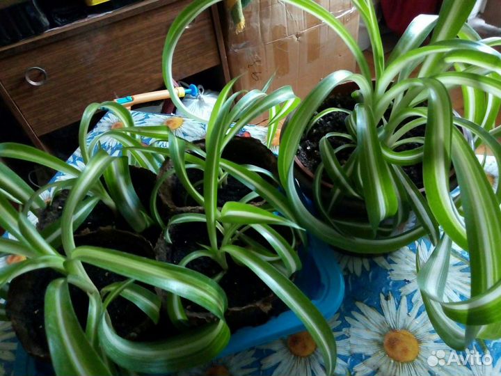 Хлорофитум кудрявый