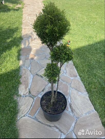 Можжевельник бонсай Туя Смарагд бонсай
