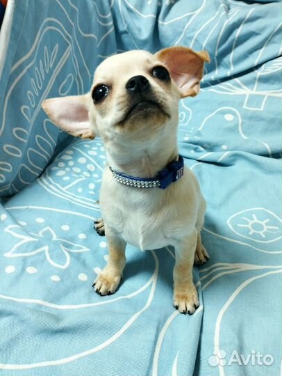 Чихуахуа мальчик