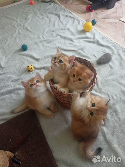 Британская золотая шиншилла