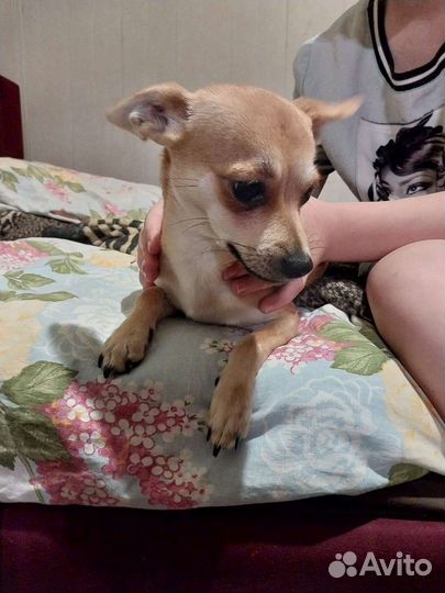 Чихуахуа дир