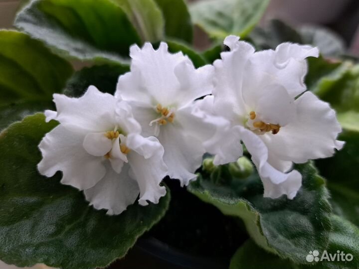 Фиалка белая