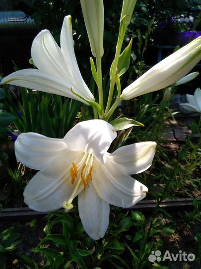 Лилейники и лилии