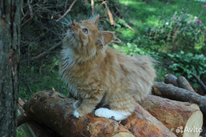 Курильский бобтейл