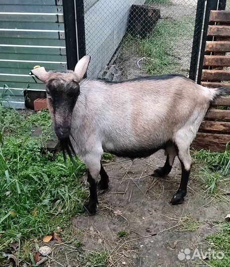 Коза и козленок