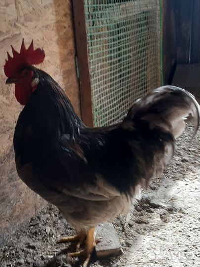 Продам петуха