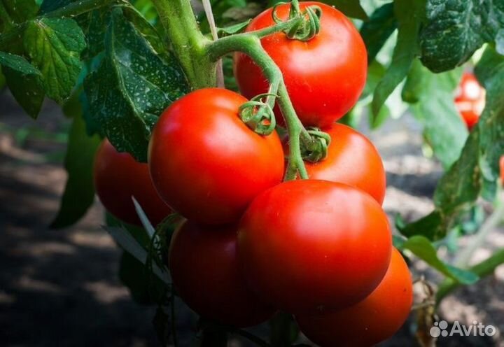 Рассада овощей