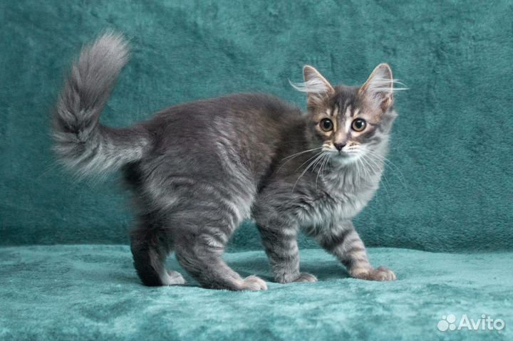 Пушистый котенок в дар