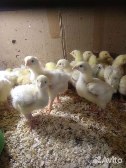 Бройлер 10дн. Центр