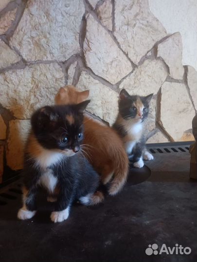 Рыжие и трехцветные котята