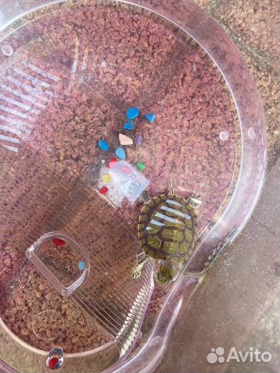 Черепашка красноухая