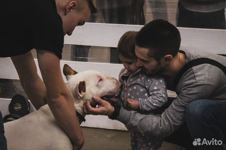 Знакомство с породой «Бультерер»/фотосессия