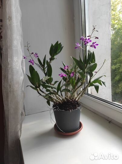 Орхидея дендробиум berry oda