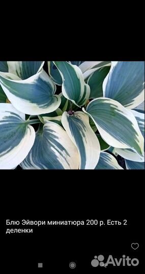 Хоста растение