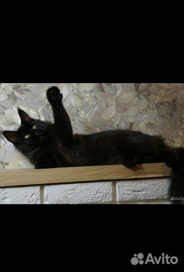 Котята мейн-кун полидакты и классики - вязка