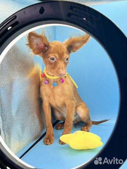 Той-терьер девочка длинношерстная