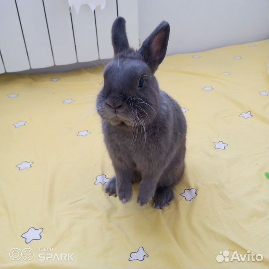 Карликовый кролик