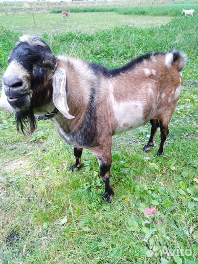 Нубийский козел