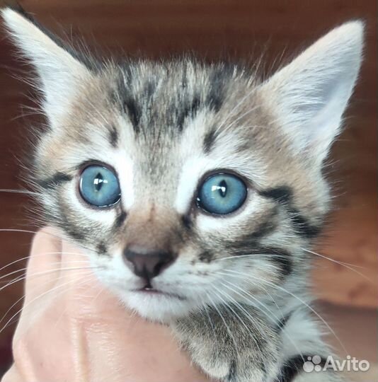 Красивый Котенок, мальчишка