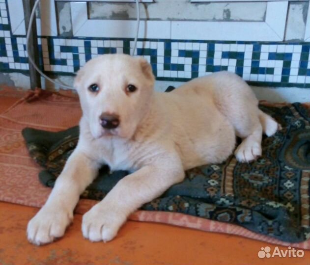 Среднеазиатская овчарка вязка