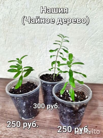 Редкие комнатные растения