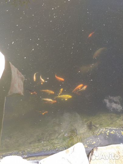 Карп кои, бестер, ролик, линь