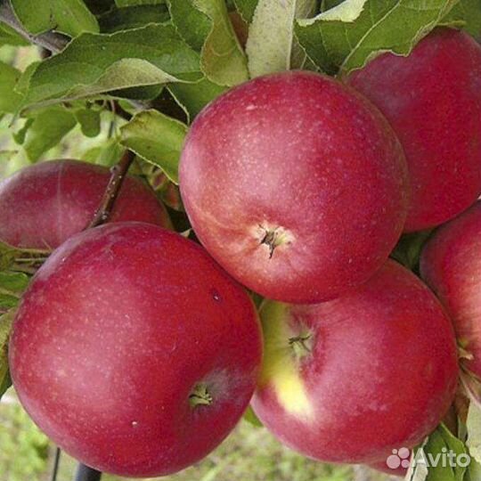 Яблоня Уэлси и Уральский сувенир