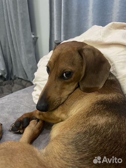 Такса мальчик стандарт