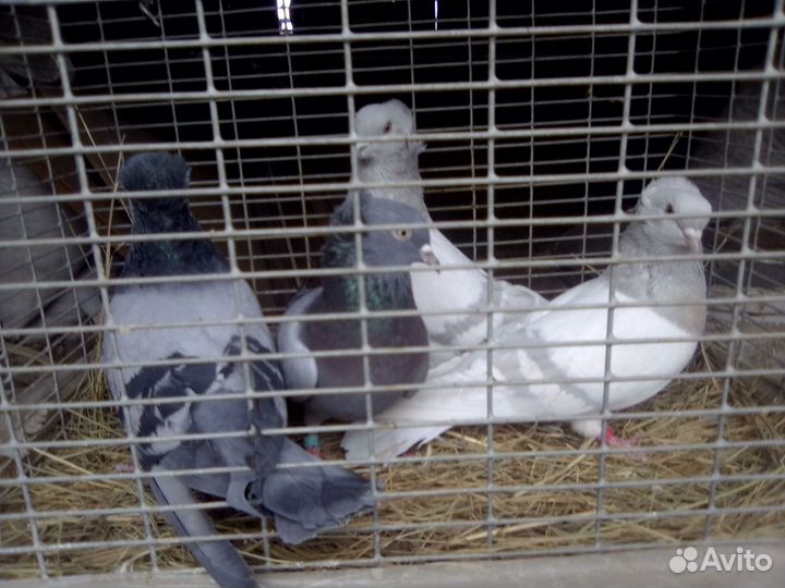 Продажа голубей