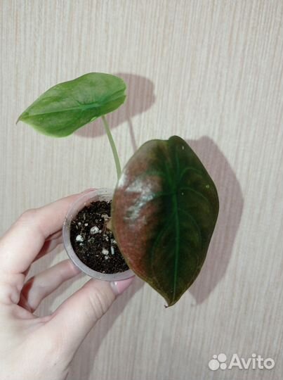 Алоказия мишольца,Ред секрет