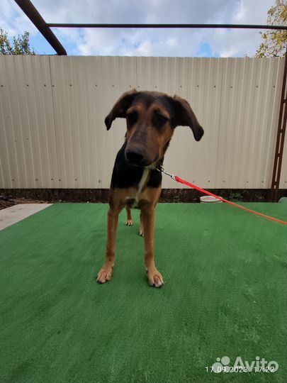 Собака в добрые руки