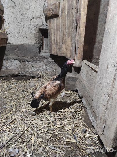 Бойцовые куры