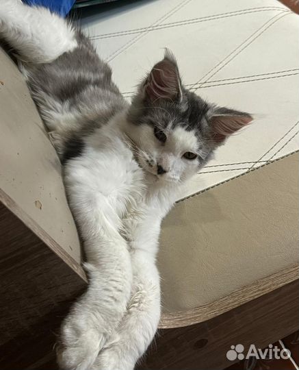Кот мейн кун