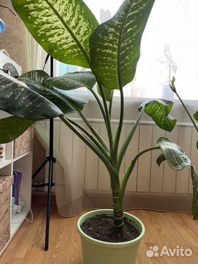 Диффенбахия